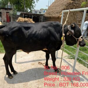 Male – Bull (ষাঁড়) 0006
