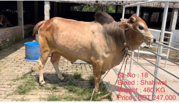Male – Bull (ষাঁড়) 0018