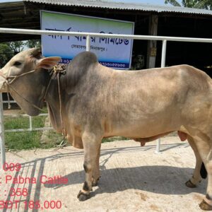 Male – Bull (ষাঁড়) 0009