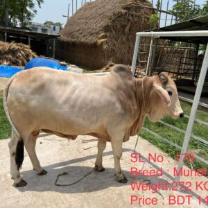 Male – Bull (ষাঁড়) 0179