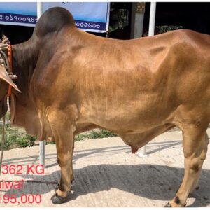 Male – Bull (ষাঁড়) 0190