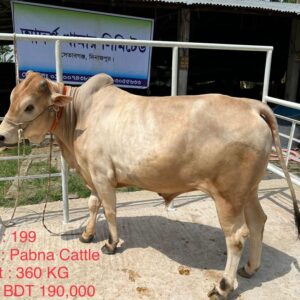 Male – Bull (ষাঁড়) 0199