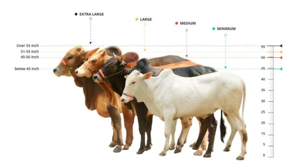 Male – Bull (ষাঁড়) 0003 - Image 3